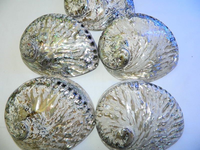 Abalone Shell Polished