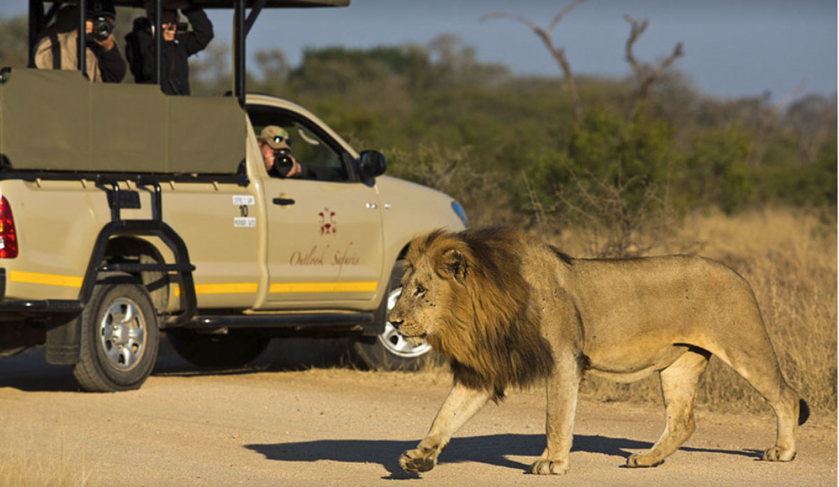 Kruger National Park Safaris - Big 5 up close and personal