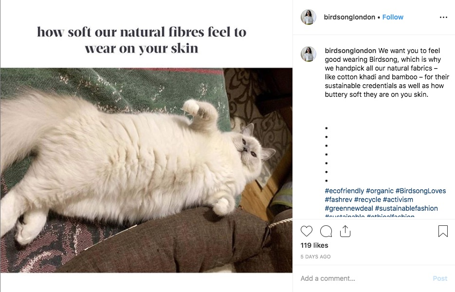 Cat post on Instagram