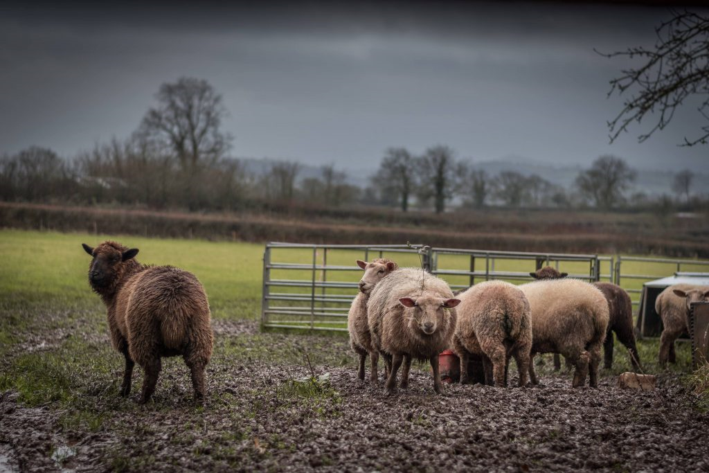 Sheep farm