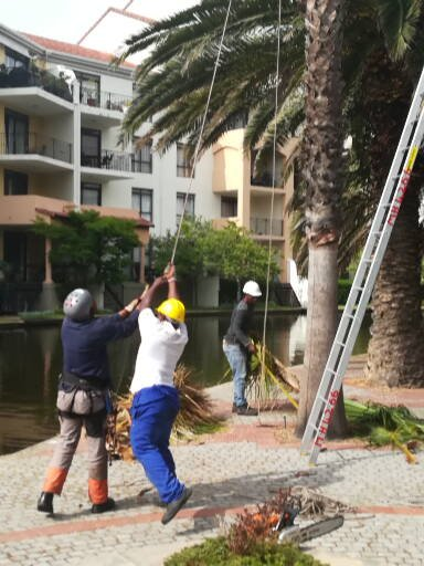 Treefelling palm tree cleaning