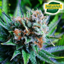 Marijuana seeds for sale