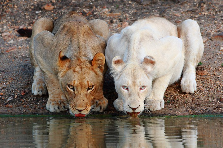 White Lion Game viewing on safari