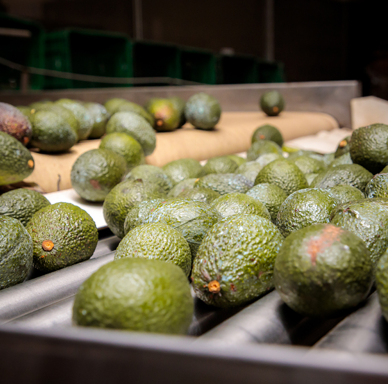 Buy Avocado online