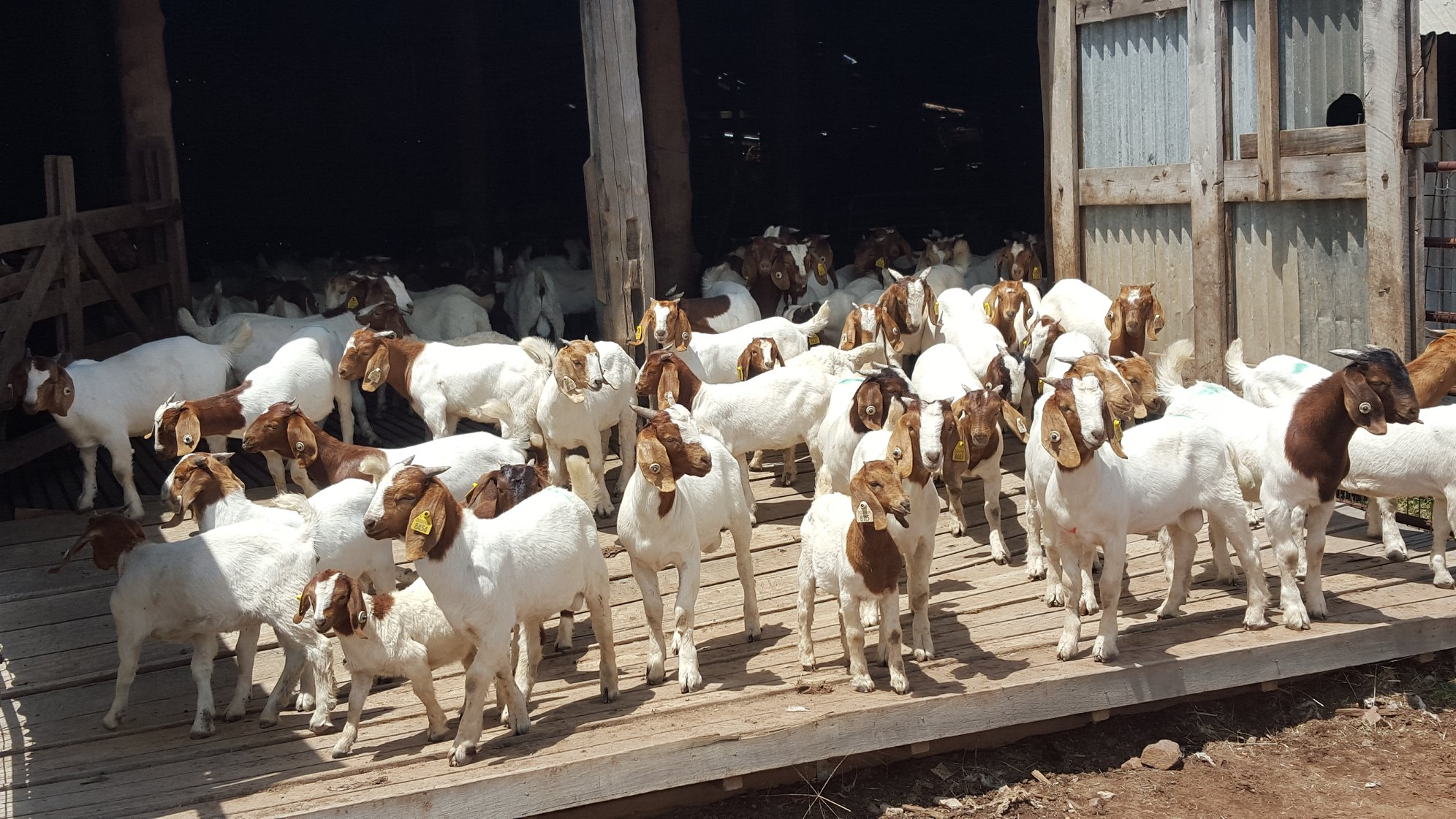 boer goat for sale