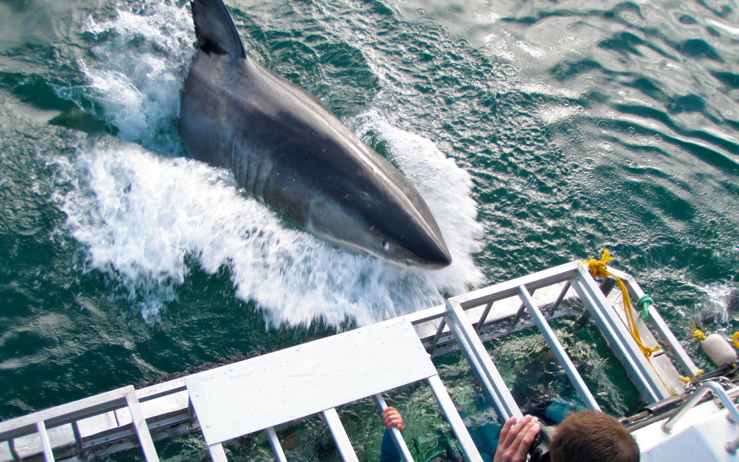 Join us for a exhilarating shark cage dive. 