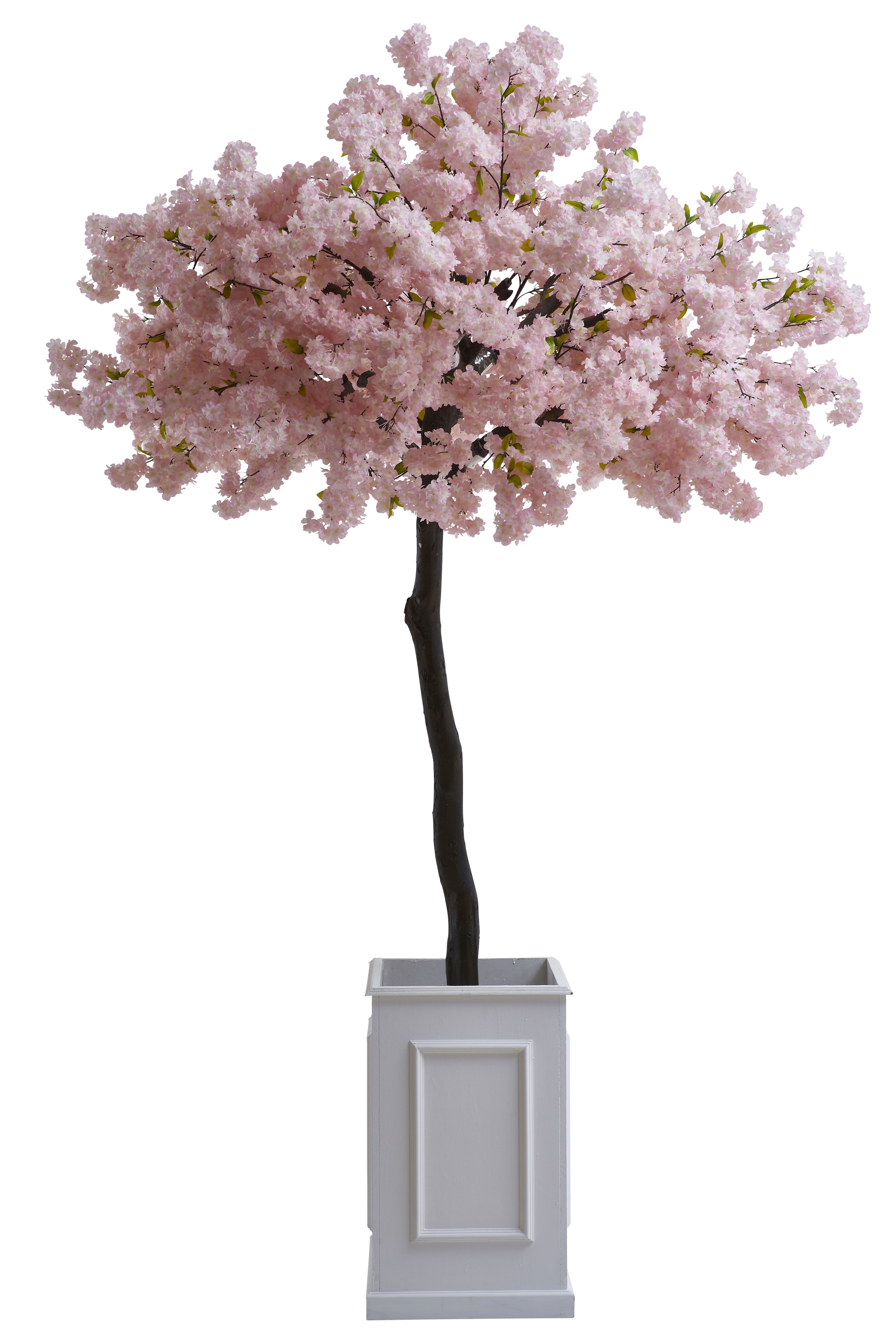 2.4m Dust pink Cherry blossom Tree