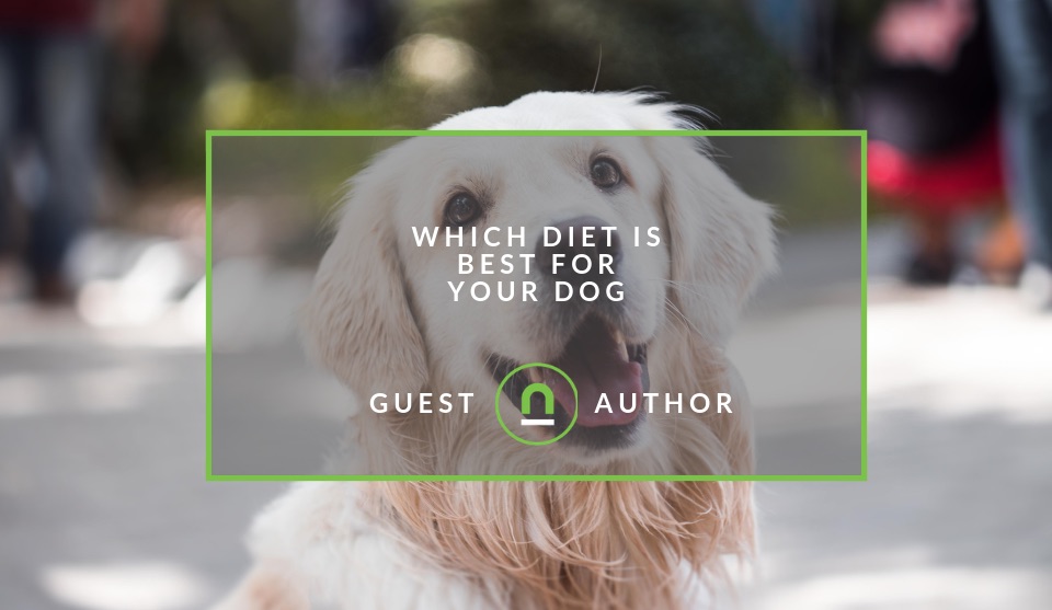 Picking a diet for your dog