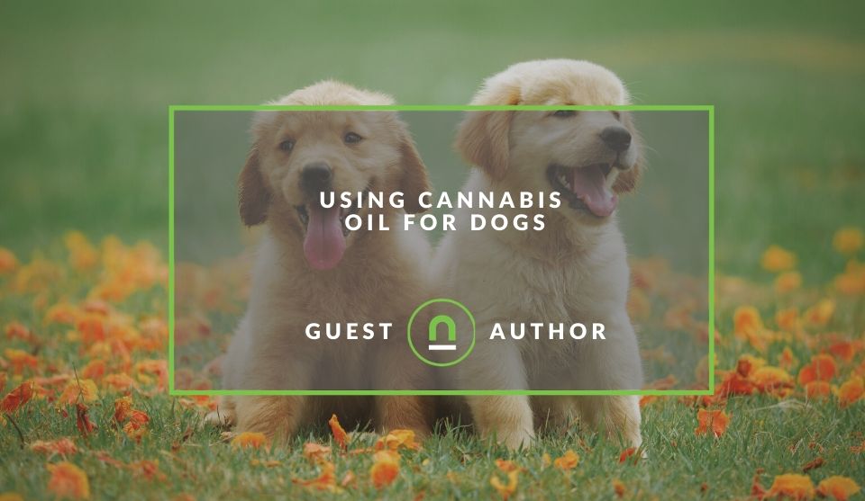 Using Cannabis Oil for Dogs