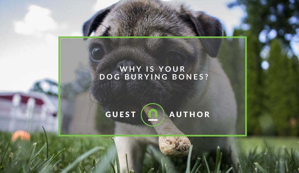 Why Is Your Dog Burying Bones? nichemarket