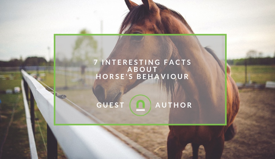 Facts about horses behaviour 