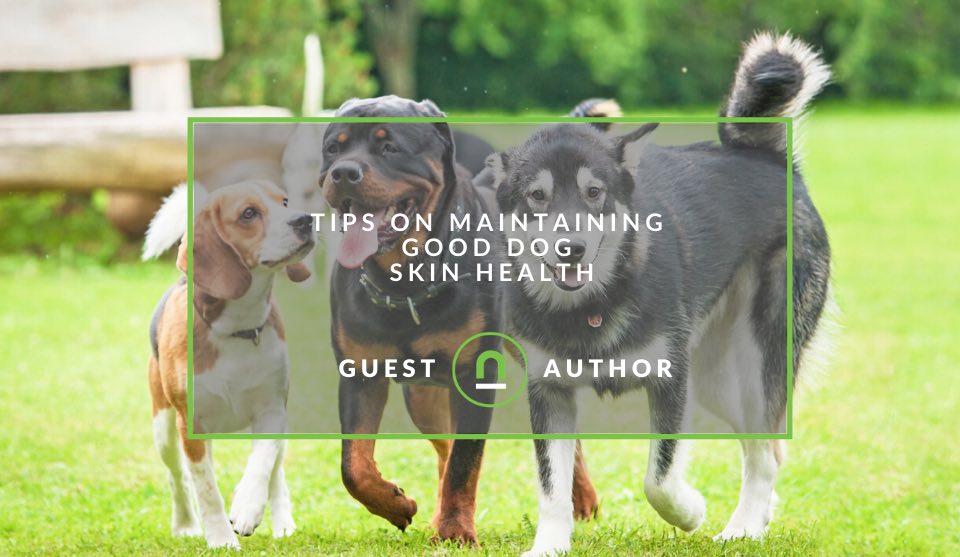 How to improve your dogs skin and fur health