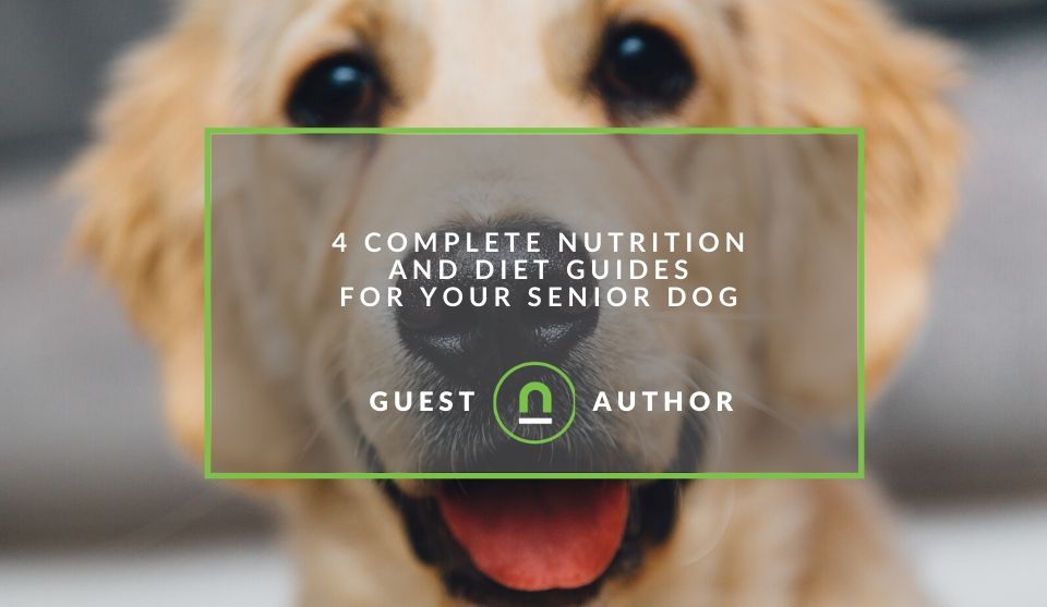 Diet for older dogs