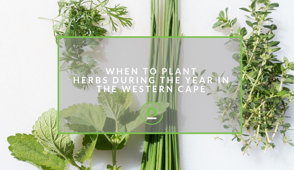 When to plant herbs in the western cape