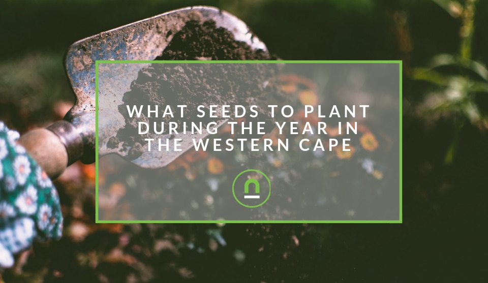 Planting veggies throughout the year in the Western Cape