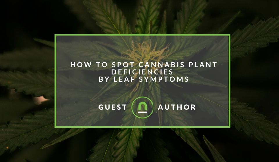 Spotting issues with your cannabis plants
