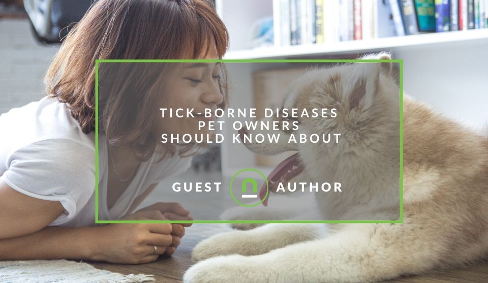 Illness in pets caused by ticks