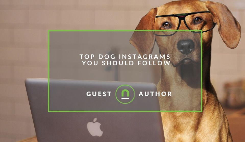 Best Dog Instagram accounts